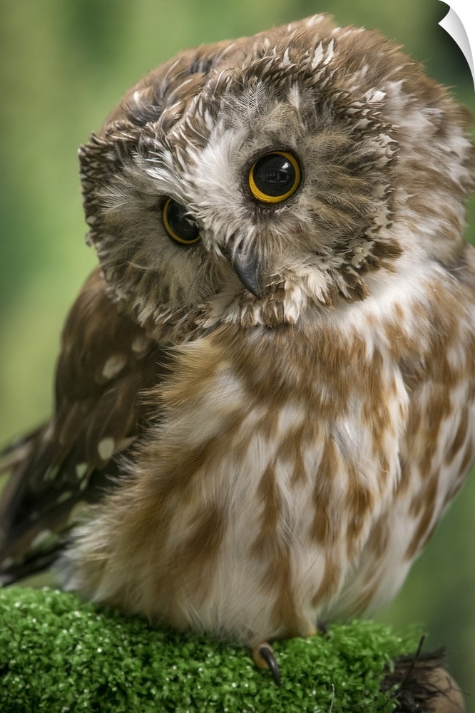 Usa, Alaska. This tiny saw-whet owl is a permanent resident of the Alaska Raptor Center in Sitka. United States, Alaska.