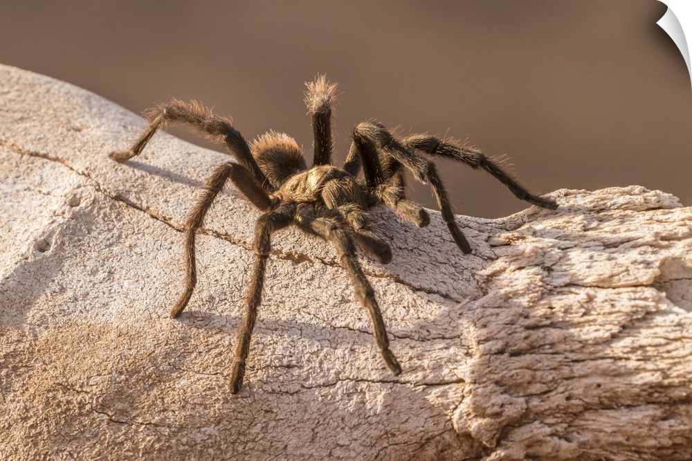 USA, Arizona, Santa Cruz county. Close-up of tarantula.