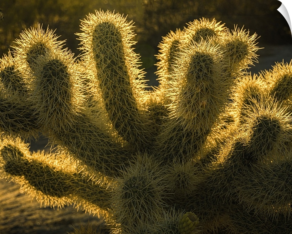 USA, California, Anza-Borrego Desert State Park. Backlit desert cactus.