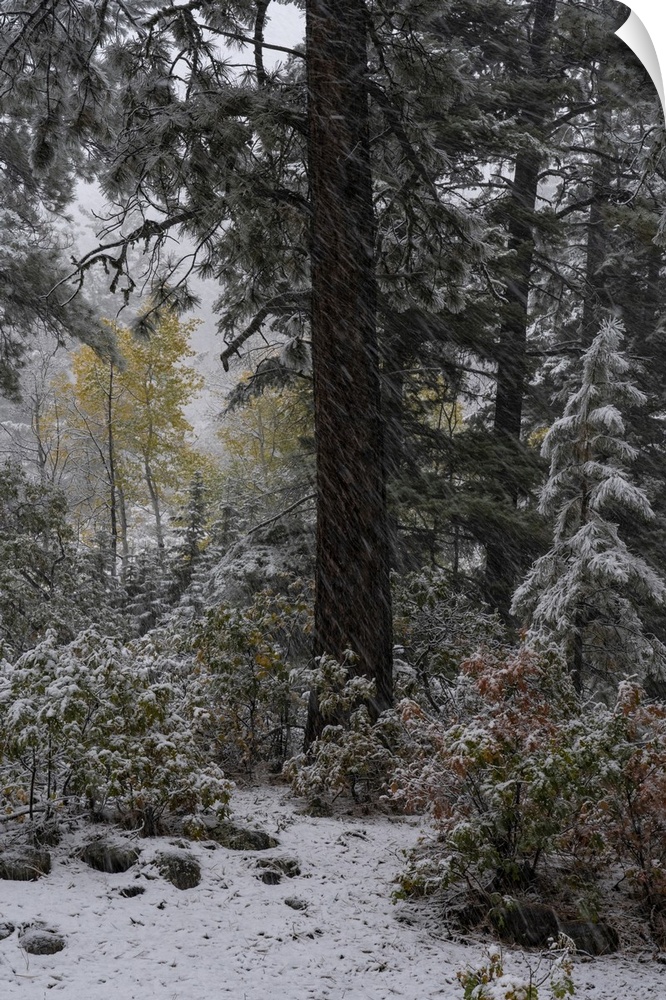 USA, Colorado. Late autumn snowfall, Gunnison National Forest.
