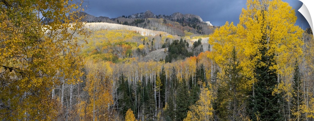 USA, Colorado. Light dappled Aspen forests, Kebler Pass, Gunnison National Forest.