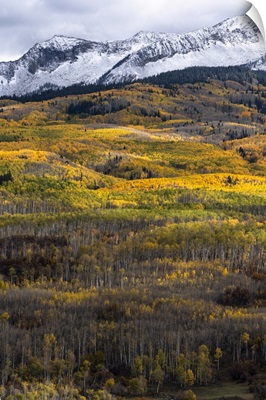 USA, Colorado, Light Dappled Aspen Forests, Kebler Pass, Gunnison National Forest