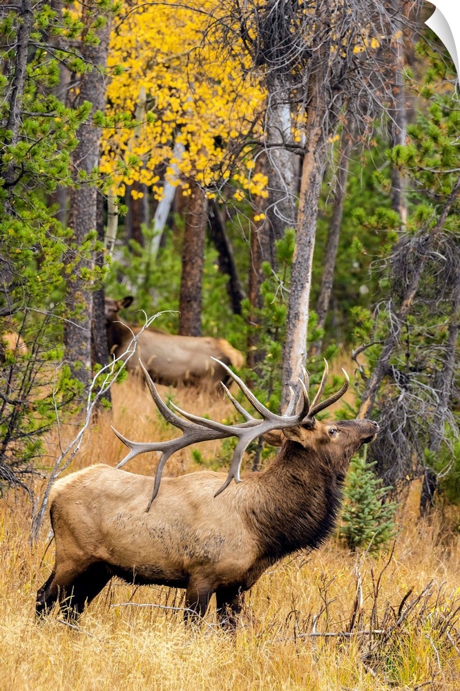 USA, Colorado, Rocky Mountain National Park. Male elk beginning to bugle.