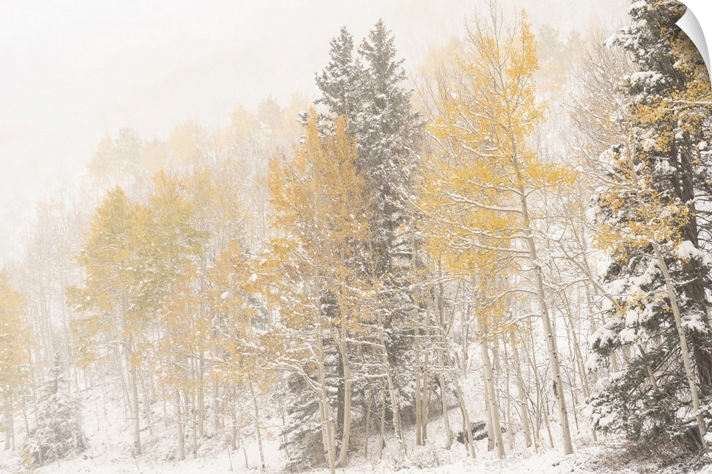 USA, Colorado, Uncompahgre National Forest. Aspen and spruce after autumn snowstorm. United States, Colorado.