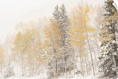 USA, Colorado, Uncompahgre National Forest, Aspen And Spruce After Autumn Snowstorm