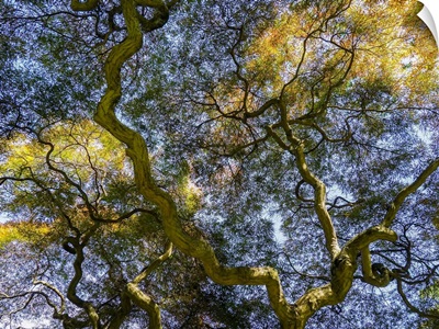 USA, Delaware, Looking Up At The Sky Through A Japanese Maple