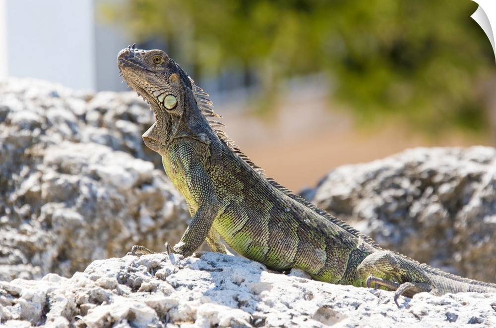 USA, Florida, Florida Keys, Key Largo. Green iguana strikes noble pose on bulkhead.