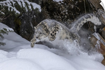 USA, Montana, Leaping Captive Snow Leopard In Winter
