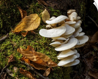 USA, New York, Adirondacks, Long Lake, Fungi Growing At Base Of Tree Next To Forked Lake