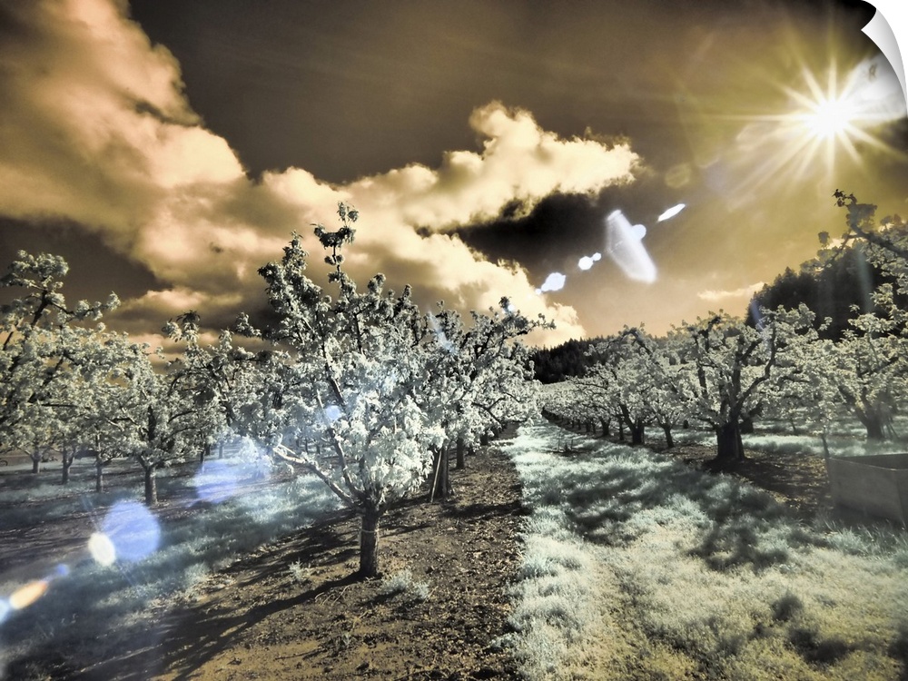 USA, Oregon, Columbia Gorge. Infrared of light reflecting in spring apple orchard. United States, Oregon.