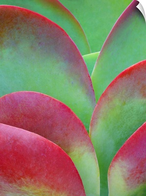 USA, Oregon, Kalanchoe Succulent Plant Close-Up