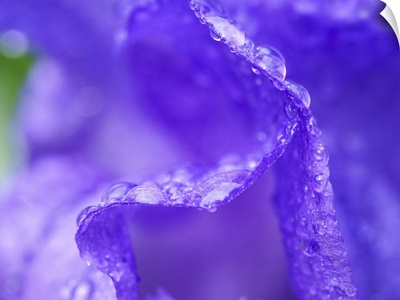 USA, Pennsylvania, Close-Up Of A Purple Iris Covered In Water From A Recent Rain