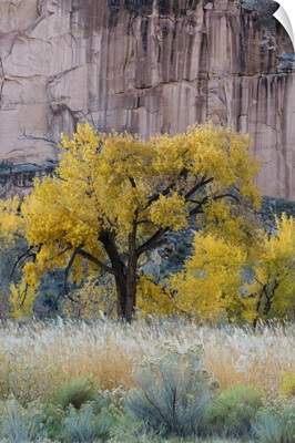 USA, Utah, Sandstone Cliff Face And Autumn Cottonwood Trees, Capital Reef National Park