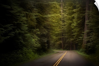 USA, Washington, Olympic National Park, Western Hemlock Trees Line Road