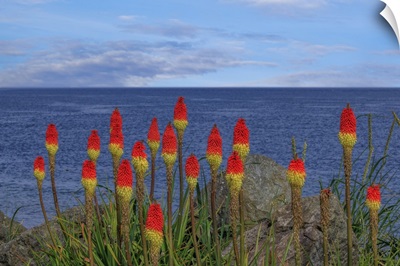 USA, Washington, Point No Point County Park, Red Hot Pokers Plants And Ocean