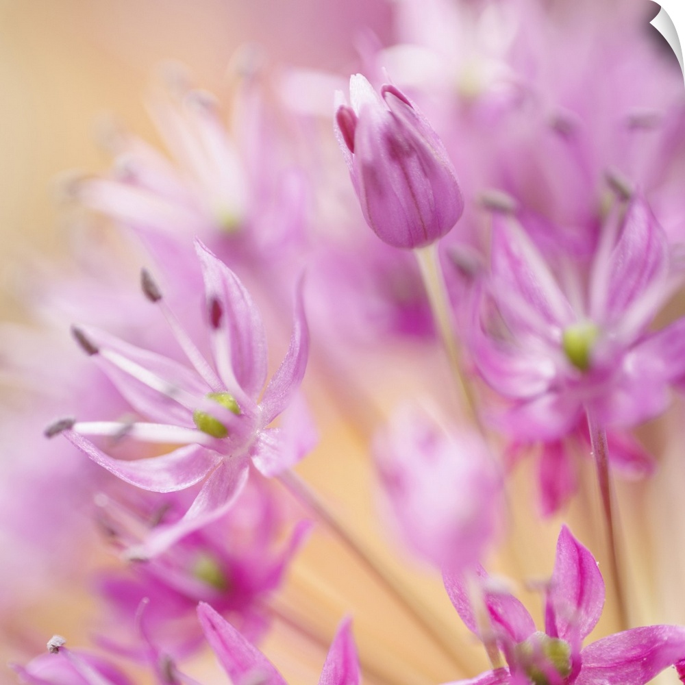 USA, Washington, Seabeck. Close-up of allium blossoms.