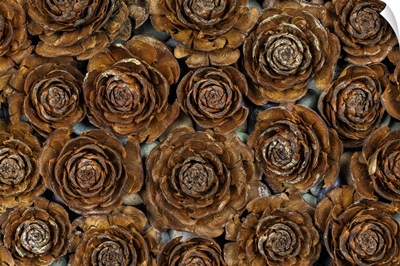 USA, Washington, Seabeck, Close-Up Of Deodar Cedar Cone Patterns