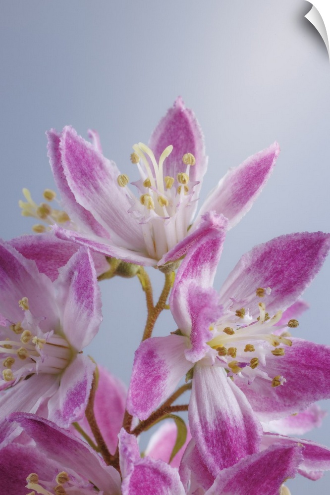 USA, Washington, Seabeck. Close-up of deutzia blossoms.
