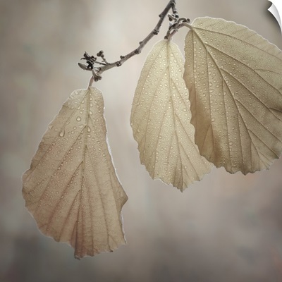 USA, Washington, Seabeck, Close-Up Of Hazelnut Leaves