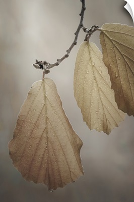 USA, Washington, Seabeck, Close-Up Of Hazelnut Leaves