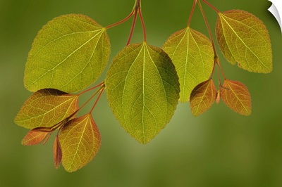 USA, Washington, Seabeck, Close-Up Of Katsura Tree Leaves In Spring