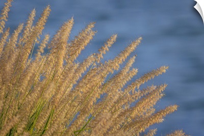USA, Washington, Seabeck, Ornamental Grasses And Background Water