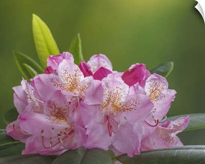 USA, Washington, Seabeck, Pacific Rhododendron Flowers Close-Up