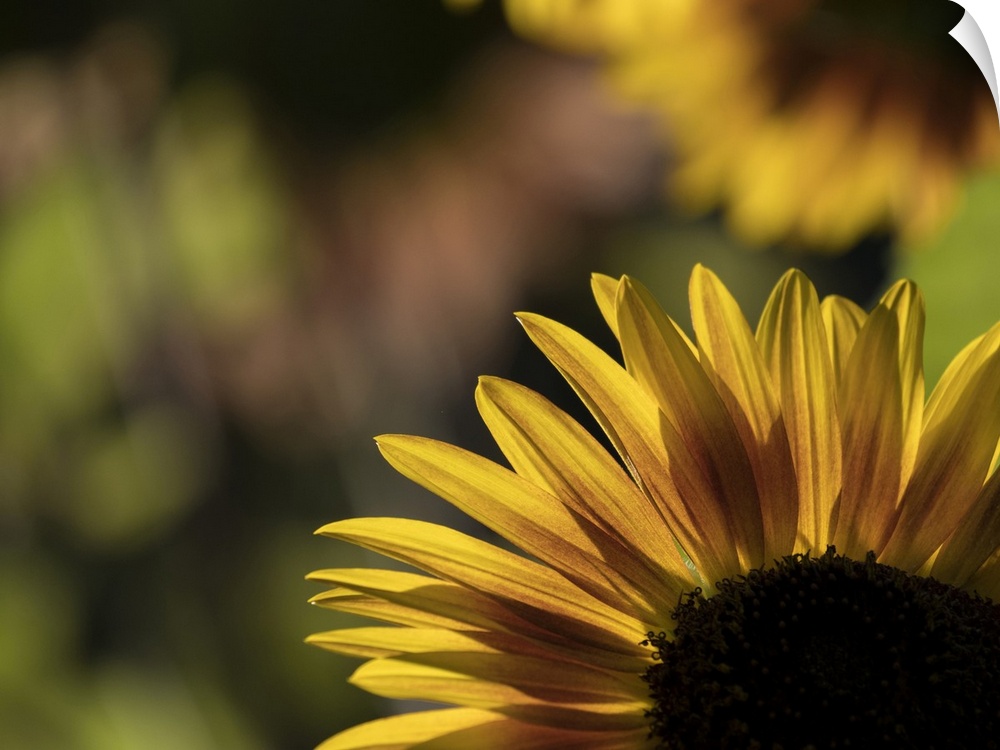 Usa, Washington State, Bellevue. Backlit common sunflower.