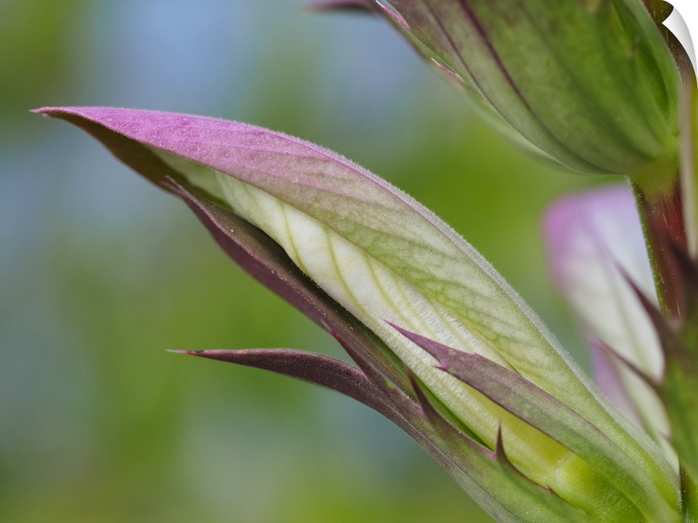 Usa, Washington State, Bellevue. Bear's breeches flower close-up.