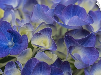 USA, Washington State, Bellevue, Blue And White Bigleaf Hydrangea Flower