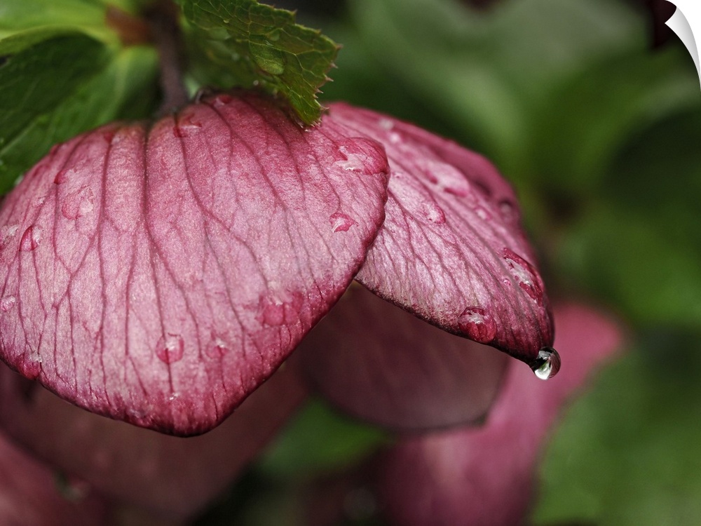 Usa, Washington State, Bellevue. Bellevue Botanical Garden, magenta Lenten rose hellebore flower with raindrops.