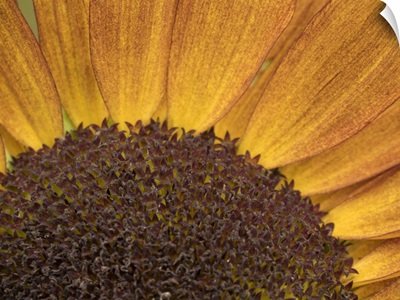 USA, Washington State, Bellevue, Common Sunflower Close-Up