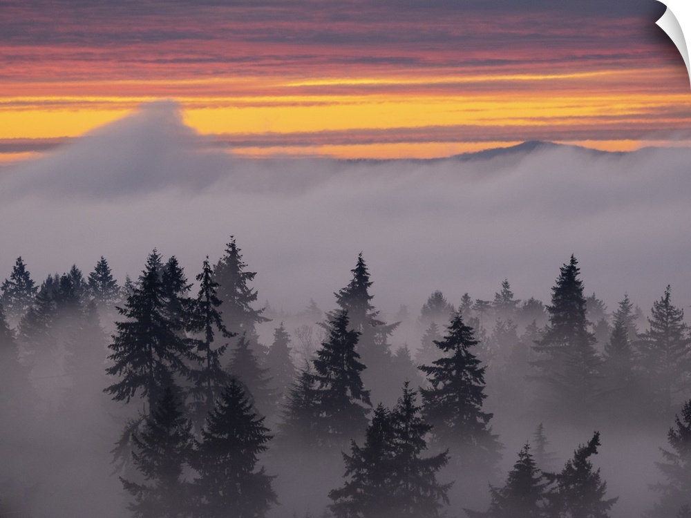 Usa, Washington State, Bellevue. Douglas Fir trees in swirling clouds at sunset.