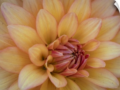 USA, Washington State, Duvall, Orange Garden Dahlia Close-Up