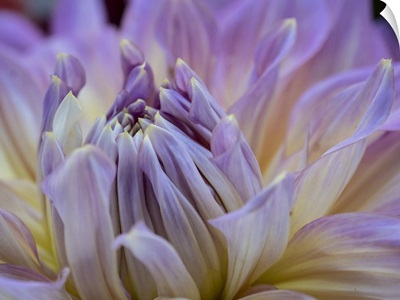 USA, Washington State, Duvall, Purple Garden Dahlia Close-Up