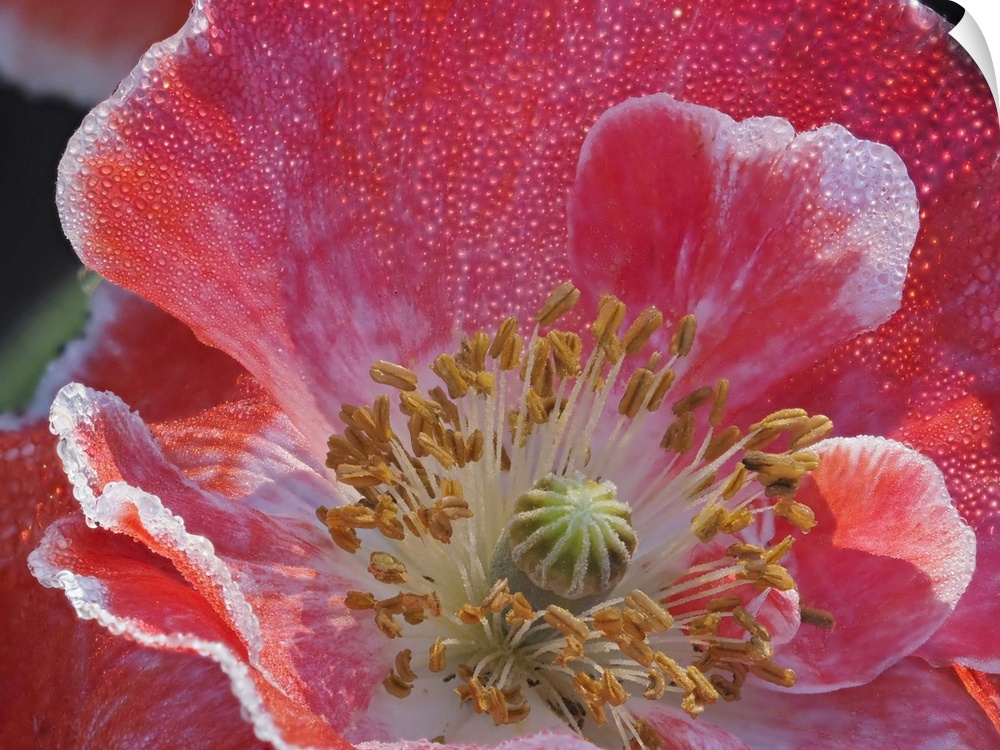 Usa, Washington State, Duvall. Red and white common poppy close-up.