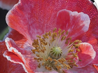 USA, Washington State, Duvall, Red And White Common Poppy Close-Up