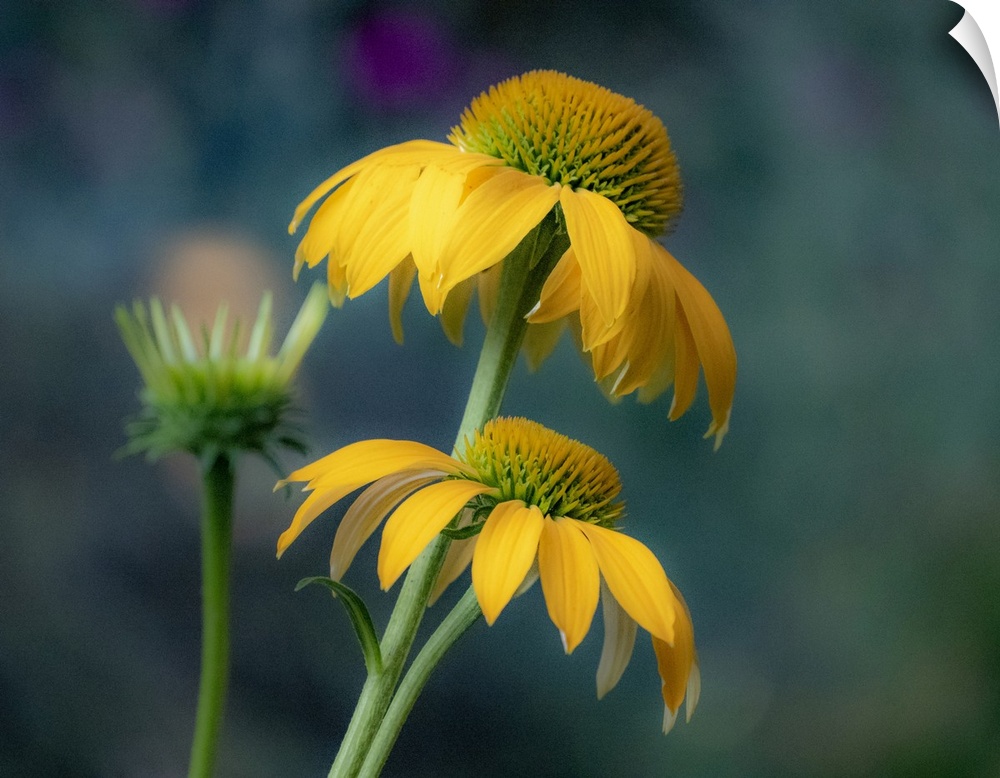 USA, Washington State, Pacific Northwest, Sammamish yellow cone flower. United States, Washington State.
