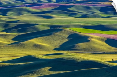 USA, Washington State, Palouse And Steptoe Butte State Park View Of Wheat And Canola
