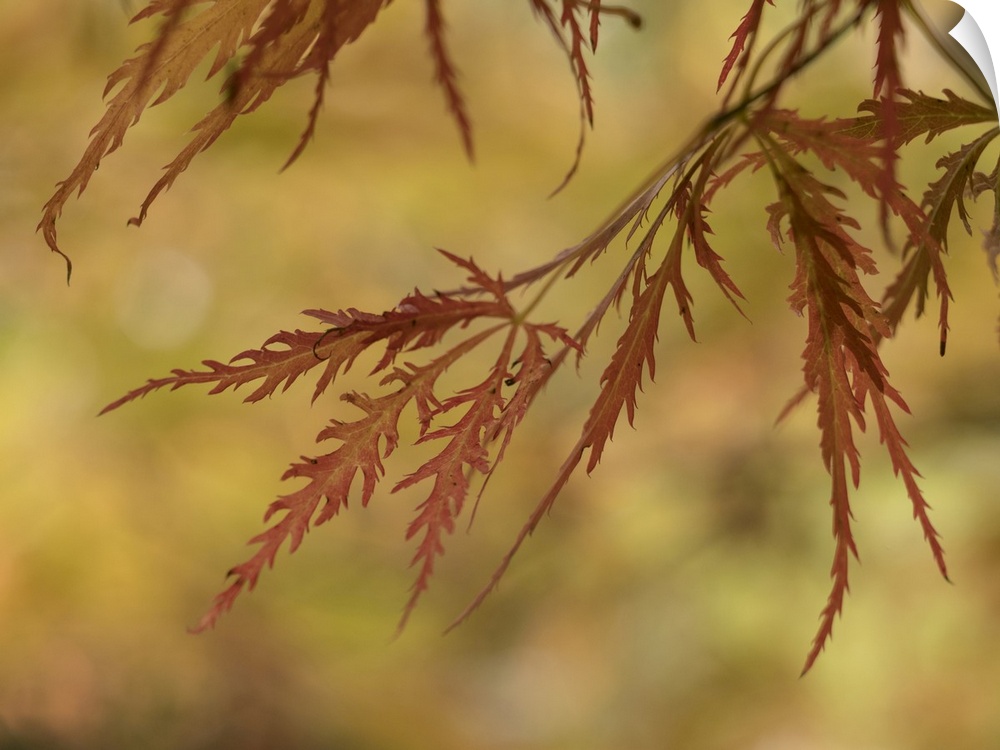 Usa, Washington State, Renton. Japanese maple in autumn.