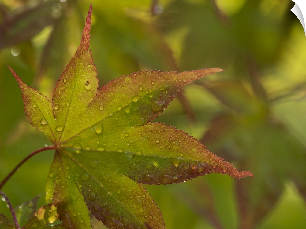 Usa, Washington State, Renton. Japanese maple with water droplets from rain in autumn.