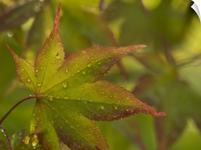 USA, Washington State, Renton, Japanese Maple With Water Droplets From Rain In Autumn
