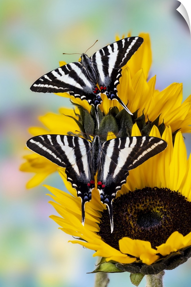 USA, Washington State, Sammamish, Zebra Swallowtail Butterfly On Sunflower