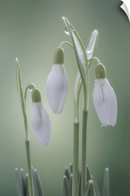 USA, Washington State, Seabeck, Buds Of Snowdrop Flowers