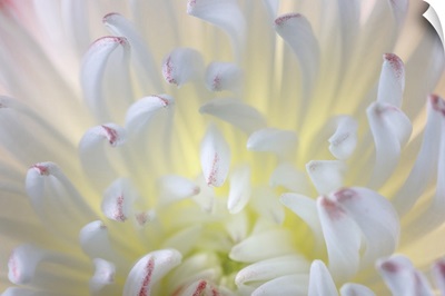 USA, Washington State, Seabeck, Chrysanthemum Blossom Close-Up