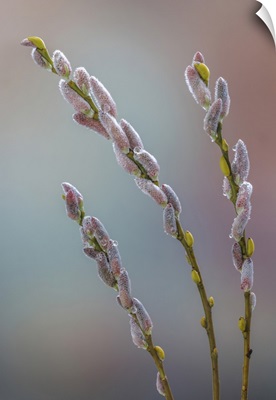USA, Washington State, Seabeck, Dew-Covered Pussy Willows