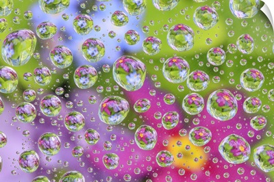 USA, Washington State, Seabeck, Flowers Reflected In Water Drops