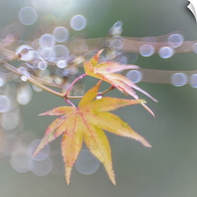 USA, Washington State, Seabeck, Japanese Maple Leaves After Autumn Rainstorm
