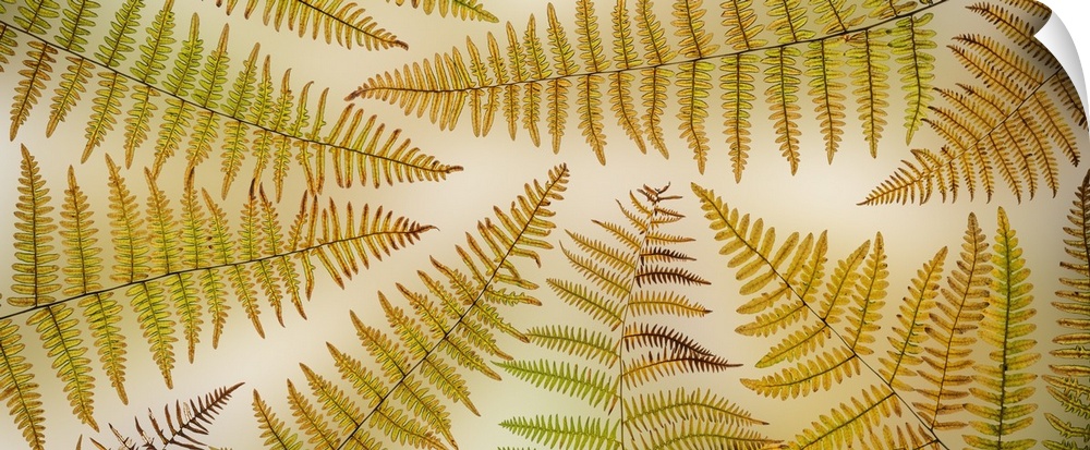 USA, Washington State, Seabeck. Panoramic of bracken fern pattern. United States, Washington State.