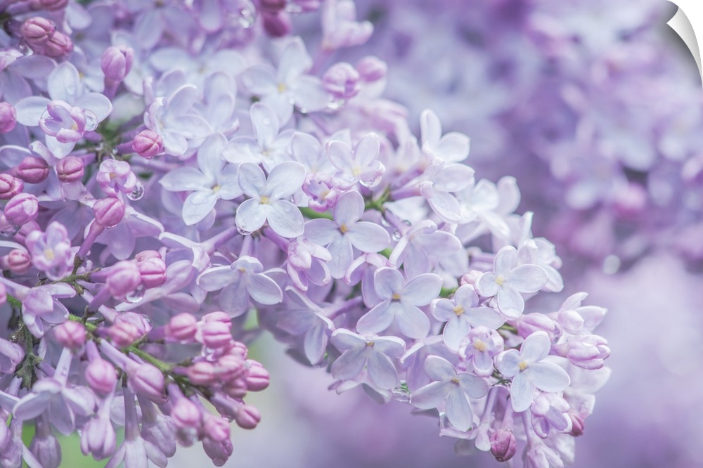 USA, Washington State, Seattle, Kubota Garden, Lilac Close-Up